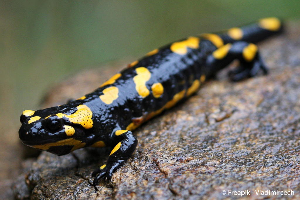 Belle Salamandre Sauvage dans l'habitat naturel