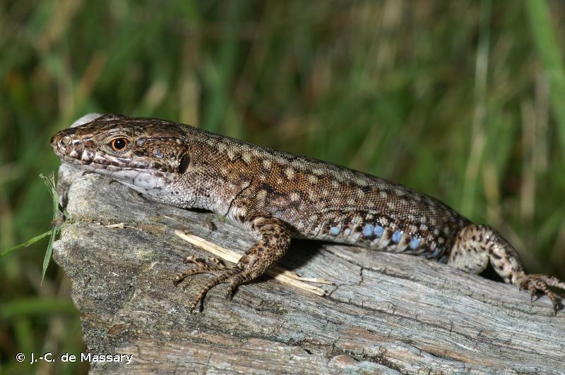 Lézard des murailles