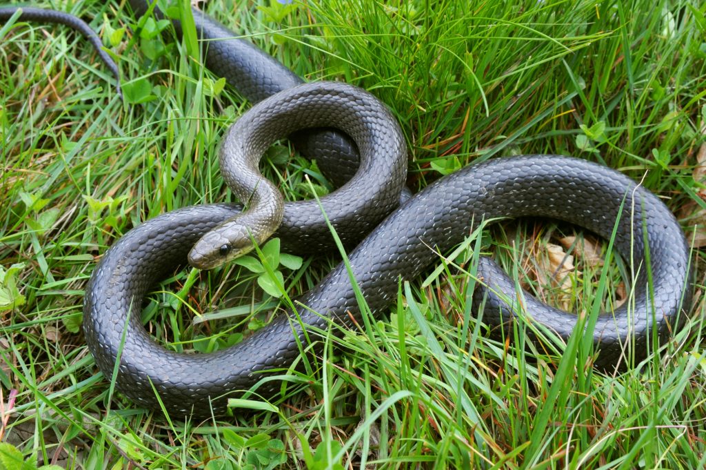 La couleuvre d'esculape - zamenis longissimus