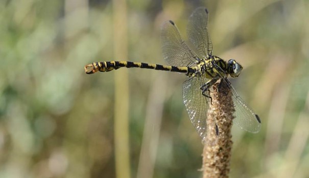 Le gomphe a forceps - Onychogomphus forcipatus